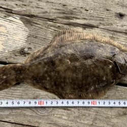 カレイが釣れました